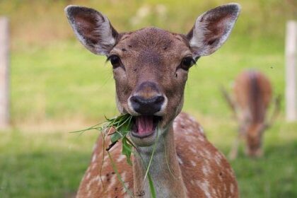 Daniel Ricciardo Discovers Inner Peace After F1 Retirement