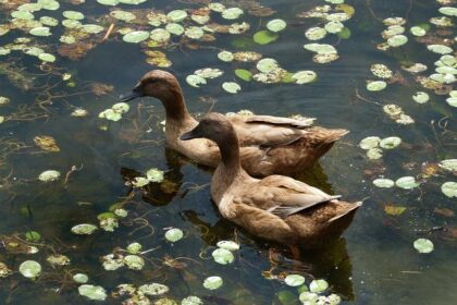 Jim Campbell Takes the Wheel as VP of Performance and Motorsports at GM!