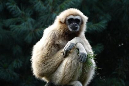 Inside Gibbons Motorsports: A Behind-the-Scenes Look at Cutting-Edge Engine Building