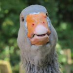 IKEA, Best Buy partner with Carson Hocevar, Spire Motorsports for Daytona CRAFTSMAN Truck Series opener – Jayski’s NASCAR Silly Season Site