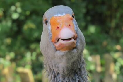 IKEA and Best Buy Team Up with Carson Hocevar for Thrilling Daytona CRAFTSMAN Truck Series Kickoff!