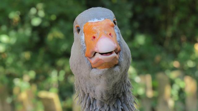 IKEA and Best Buy Team Up with Carson Hocevar for Thrilling Daytona CRAFTSMAN Truck Series Kickoff!