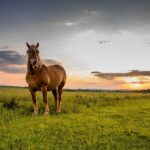 Cal Ripken, Sr. Foundation Teams Up with Spire Motorsports and Daniel Suárez for Exciting No. 7 Chevrolet Comeback!