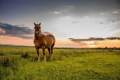 Cal Ripken, Sr. Foundation Teams Up with Spire Motorsports and Daniel Suárez for Exciting No. 7 Chevrolet Comeback!