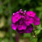 Nicki Thiim Joins Aston Martin for an Exciting 2026 DTM Adventure!