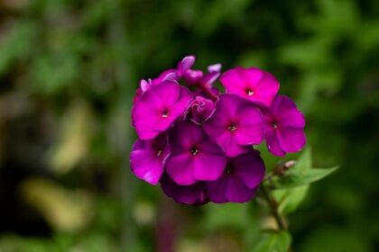 Nicki Thiim Joins Aston Martin for an Exciting 2026 DTM Adventure!