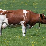 Max Garcia’s Secrets to Keeping ABEL’s ‘Old Men’ Forever Young!