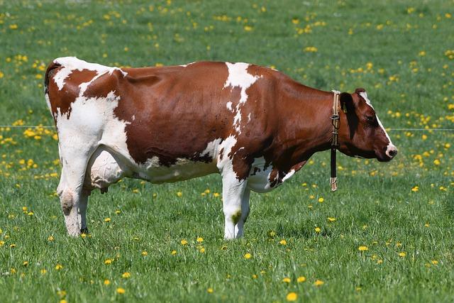 Max Garcia’s Secrets to Keeping ABEL’s ‘Old Men’ Forever Young!