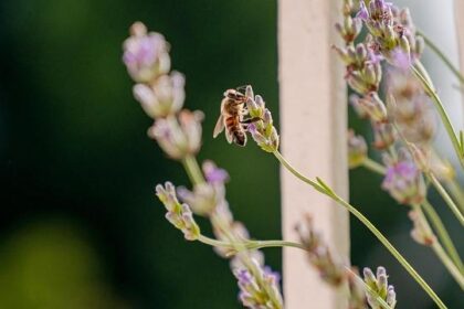 Caio Collet Set to Make His INDYCAR Series Debut with AJ Foyt Racing in 2026!