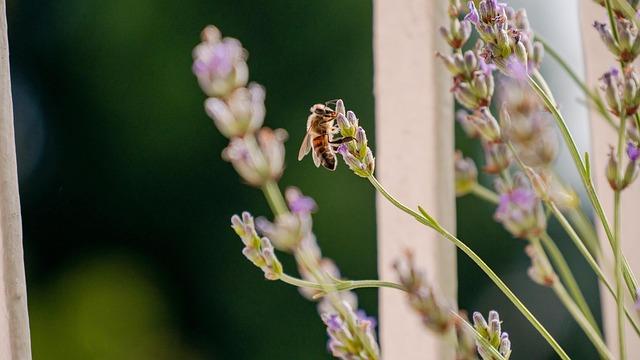 Caio Collet Set to Make His INDYCAR Series Debut with AJ Foyt Racing in 2026!