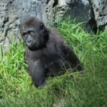 Rising Star Dennis Hauger: A New Force in INDYCAR Racing