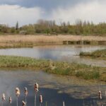 Brandon Wilkinson Celebrates His First NASCAR Cup Victory at the Clash!