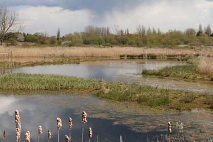 Brandon Wilkinson Celebrates His First NASCAR Cup Victory at the Clash!