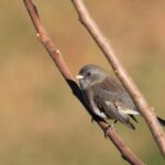 Rinus VeeKay Joins Juncos Hollinger Racing for an Exciting 2026 Season!