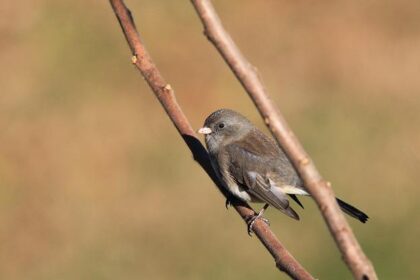 Rinus VeeKay Joins Juncos Hollinger Racing for an Exciting 2026 Season!