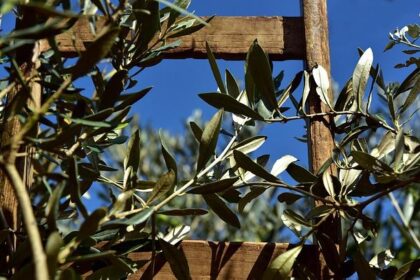 Oliver Solberg Reflects on a Hard-Fought P4 Finish at the Sweden WRC Round