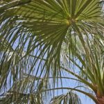 James Hinchcliffe Takes the Wheel: IndyCar Star Set for NASCAR Trucks Debut in St. Petersburg!