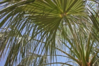 James Hinchcliffe Takes the Wheel: IndyCar Star Set for NASCAR Trucks Debut in St. Petersburg!