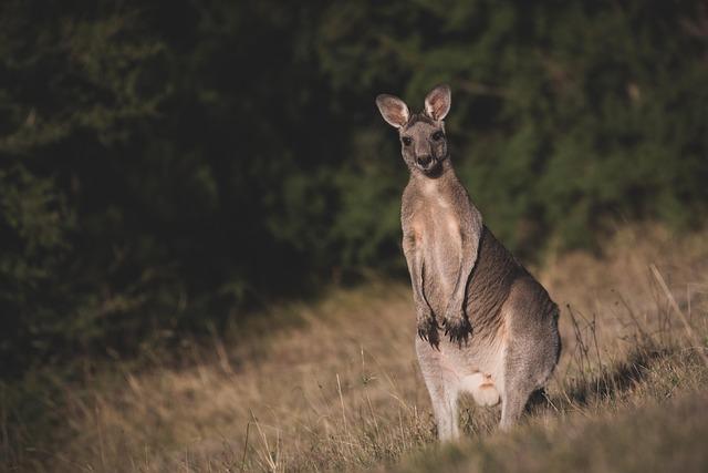 Surviving a 250km/h Kangaroo Crash: Christopher Mies Shares His Incredible Story