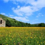Dale Coyne Eager to Join the Honda Factory Program