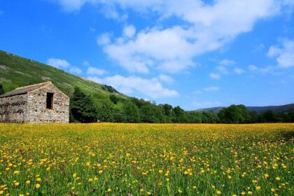 Dale Coyne Eager to Join the Honda Factory Program