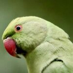 Alexander Rossi Dominates Morning Session in Phoenix Testing for the Second Day!