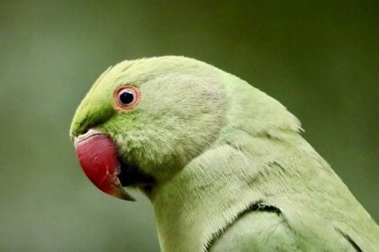 Alexander Rossi Dominates Morning Session in Phoenix Testing for the Second Day!