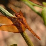 Colin Braun Makes a Triumphant Return to NASCAR Truck Racing After Nearly 15 Years!