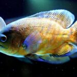 Journey to F1 2026: Oscar Piastri’s Inspiring Story in Pictures