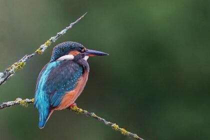 Martins Sesks Aims High as He Prepares for WRC Comeback!