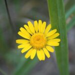 SVG’s Road to Victory: The NASCAR Challenge He Has Yet to Conquer!