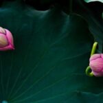 Tragic Loss: Former NASCAR Star Chase Pistone Passes Away at 42