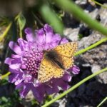 Imola Set to Host Exciting 2026 WEC Prologue Test This April!