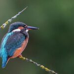 Martins Sesks Gears Up for an Exciting Comeback in the 2026 WRC!