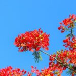 Captivating Moments from NASCAR Cup: A Photographic Journey in Phoenix!