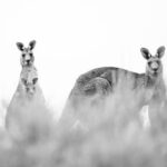 Joey Logano Owns Up to Restart Crash After a Challenging Day on the Track