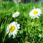 Ryan Blaney Overcomes Pit Road Challenges to Claim Victory at Phoenix!