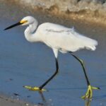 Newgarden’s Remarkable Comeback: Climbing 16 Spots to Secure a Seventh-Place Finish at St. Pete!