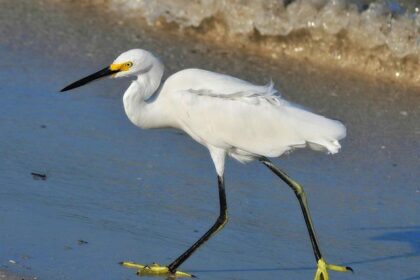 Newgarden’s Remarkable Comeback: Climbing 16 Spots to Secure a Seventh-Place Finish at St. Pete!