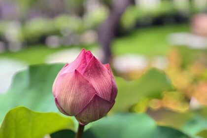 Nikita Johnson Savors Home Cooking for Her First Victory at St. Pete!