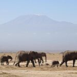 Why This Year’s Safari Rally Kenya Is Set to Be a Thrilling Game of Chance!