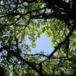 British Touring Car Championship Legends Roundtable at Goodwood: Hear The Untold stories from the Super Touring glory years! – BangShift.com