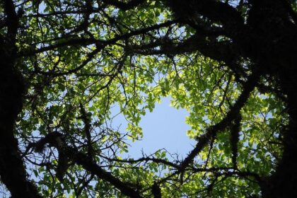 British Touring Car Championship Legends Roundtable at Goodwood: Hear The Untold stories from the Super Touring glory years! – BangShift.com