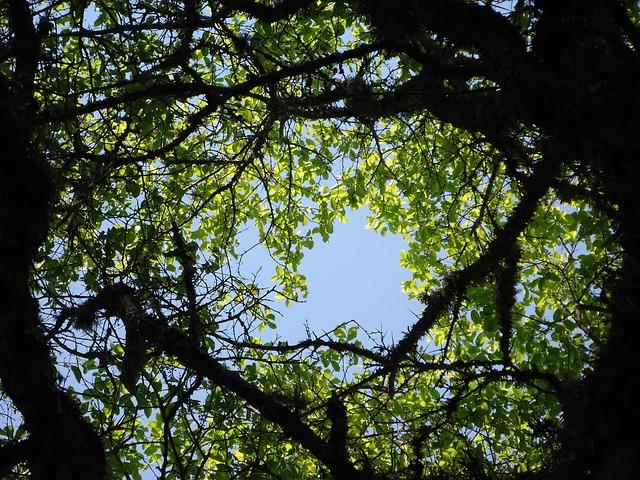 British Touring Car Championship Legends Roundtable at Goodwood: Hear The Untold stories from the Super Touring glory years! – BangShift.com