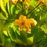 Ayrton Senna’s Iconic F1 Debut Car Set to Hit the Auction Block with a Seven-Figure Price Tag!