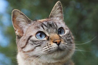 Lee Pulliam’s O’Reilly Series Opportunity with JR Motorsports: A Game-Changing Moment in NASCAR!