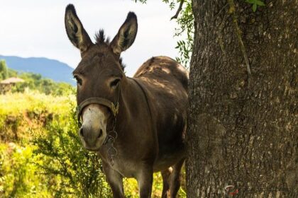 Scott McLaughlin Declares Arlington His Ultimate Favorite Street Circuit!