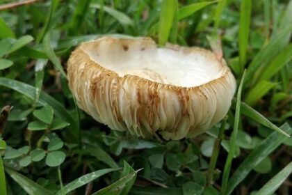 Colin Braun Ready to Dominate: Aiming for Victory at the 12 Hours of Sebring!