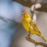 Jake Finch Joins JR Motorsports For Five-Race O’Reilly Series Schedule in 2026 – TobyChristie.com