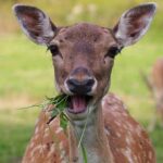 Daniel Suarez Expresses Disappointment in Ross Chastain Over Controversial Vegas Remarks